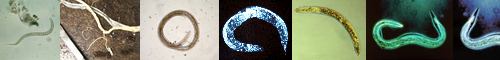 [nematode] 線虫, 線形動物, せんけいどうぶつ, せんちゅう, 回虫