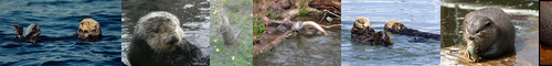 [otter] 川獺, カワウソ, 獺, 海獺, 熊, ラッコ, うそ, かわうそ, おそ, だつ, らっこ, コツメ, 河獺