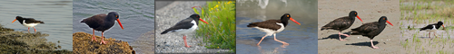 [oystercatcher] ミヤコドリ, ミヤコドリ族, 都鳥, みやこどり