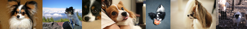 [papillon] パピヨン