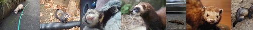 [polecat] ケナガイタチ, 毛長鼬, ヨーロッパケナガイタチ, けながいたち, スカンク