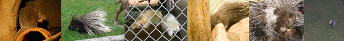 [porcupine] ヤマアラシ, 山荒, 山荒らし, 豪猪, 針鼠, やまあらし, はりねずみ, ハリネズミ, ヘッジホッグ, 蝟