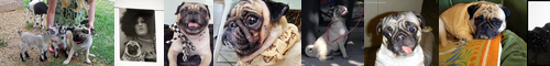 [pug] パグ, pagu
