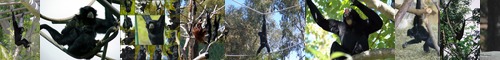 [siamang] フクロテナガザル, 袋手長猿, ふくろてながざる