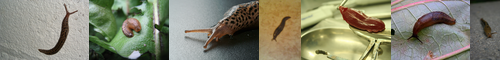 [slug] ナメクジ, 蛞蝓, スラッグ, 舞舞, 蝸牛, スラグ, namekuji, てっぽう弾, てっぽう玉, なめくじ, ぶん殴る, カタツムリ, パンチ, ワンツー, 一撃
