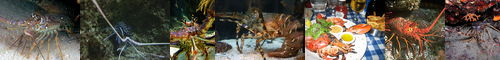 [spiny lobster] イセエビ, 伊勢海老, いせエビ, 伊勢エビ, 伊勢蝦, 竜蝦, いせえび, イセエビ科, 伊勢海老 いせえび