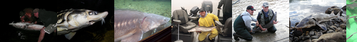 [sturgeon] チョウザメ, 蝶鮫, 鰉, 鱘魚, 鱘鮫, 鱣, ちょうざめ