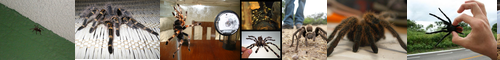 [tarantula] タランチュラ, オオツチグモ, コモリグモ, 大土蜘蛛, 子守蜘蛛, トリクイグモ, トリトリグモ, 鳥捕蜘蛛, 鳥食蜘蛛, とりくいぐも, とりとりぐも