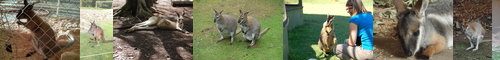 [wallaby] ワラビー