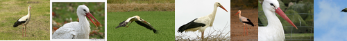 [white stork] シュバシコウ, 朱嘴鸛, しゅばしこう, コウノトリ