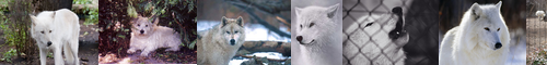 [white] 白い, 白, 白色 / [wolf] 狼, オオカミ, ウルフ