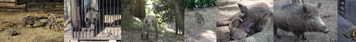 [wild boar] イノシシ, 猪, 野猪, いのしし, 山鯨, 猪の子, 猪子, 豕, inoshishi, いのこ, ぼたん, やちょ, やまくじら, ボタン, ヨーロッパイノシシ