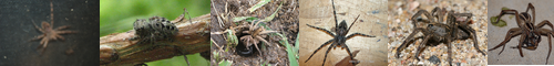 [wolf spider] コモリグモ, 子守蜘蛛, 毒蜘蛛, こもりぐも, どくぐも, タランチュラ