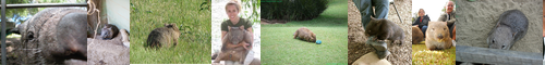 [wombat] ウォンバット