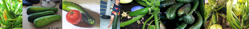 [zucchini] ズッキーニ, ペポカボチャ, zukkīni, クルゼット, ズッキーニ、ポンキンの一品種